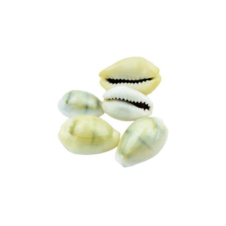 Kauri – Sacred Cowrie Shells for Rituals