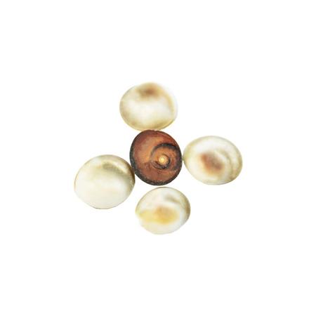 Gomti Chakra – Wealth & Protection